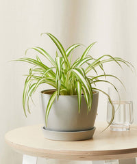 Spider Plant (Chlorophytum comosum)