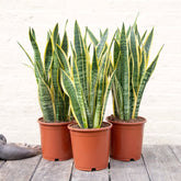 Snake Plant (Sansevieria trifasciata)
