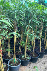 Bambusa vulgaris (Yellow Bamboo)