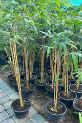 Bambusa vulgaris (Yellow Bamboo)