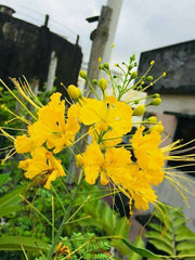 Peltophorum Inerme (Copperpod/Yellow Poinciana/Yellow Flame Tree)