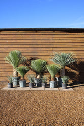 Yucca Rostrata β Premium Architectural