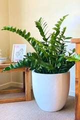Zamioculcas zamiifolia (ZZ Plant / Zamia Plant)