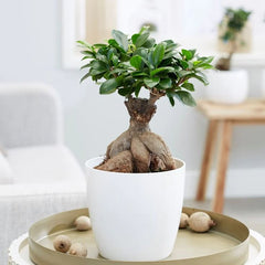 Ficus Bonsai Tree
