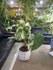 Monstera Albo Variegata