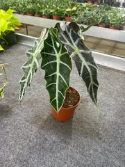 Alocasia Polly