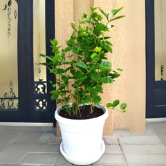 Jasmine Sambac (Jasminum sambac)