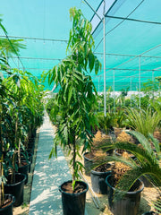 Ashoka Tree (Saraca asoca)