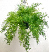 Asparagus Fern Hanging