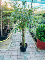 Bamboo Palm