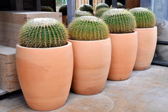 Barrel Cactus