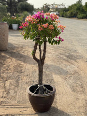 Bougainvillea Specimen "Single Head"