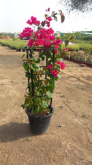 Bougainvillea Nana Red