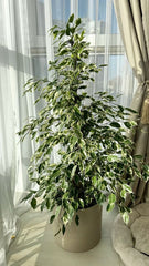 Ficus Benjamina Starlight - Weeping Fig