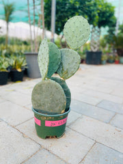 Wheel cactus (Opuntia robusta)