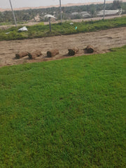 Natural Grass Carpet Roll (Paspalum)