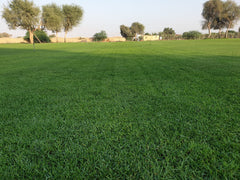Natural Grass Carpet Roll (Paspalum)