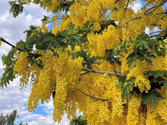 Golden Shower Tree