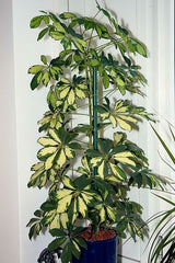 Schefflera arboricola ‘Variegata’