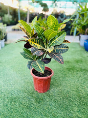 Croton (Codiaeum variegatum)