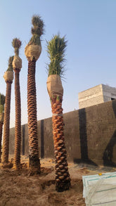 Date Palm in UAE