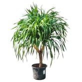 Dracaena Draco Multi Branched