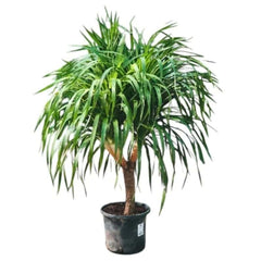 Dracaena Draco Multi Branched