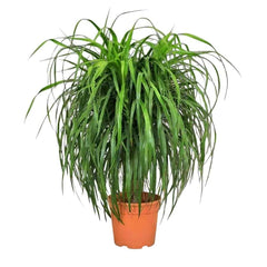 Dracaena Draco Multi Branched