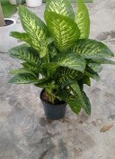 Dieffenbachia Seguine