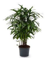 Rhapis Excelsa (Lady Palm)