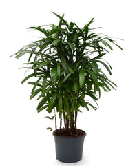 Rhapis Excelsa (Lady Palm)