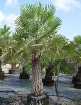 Copernicia Pruniferea "Wax Palm"