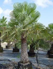 Copernicia Pruniferea "Wax Palm"