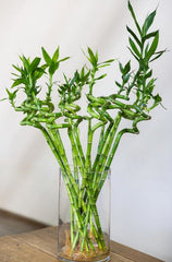 Dracaena sanderiana (Lucky Bamboo)