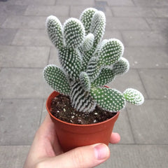 Opuntia Macrodasys ‘Bunny Cactus’
