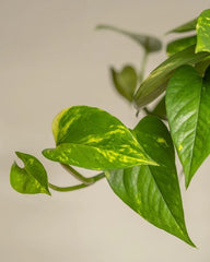Golden Pothos