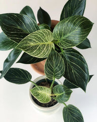 Philodendron Birkin 20cm