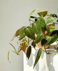 Philodendron Micans