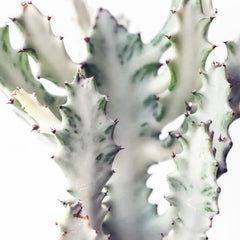 Euphorbia Lactea ‘White Ghost’ Cactus