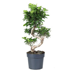 Ficus Bonsai - S Shape