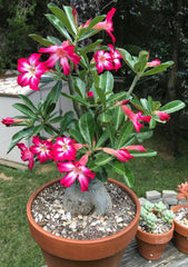 Desert Rose