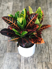 Croton Indoor