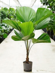 Chinese Fan Palm