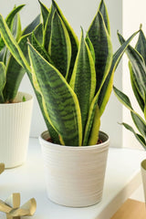 Snake Plant (Sansevieria trifasciata)