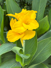 Canna Lily Green