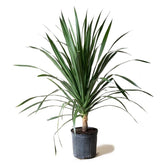 Dracaena draco (Dragon Tree / Drago)