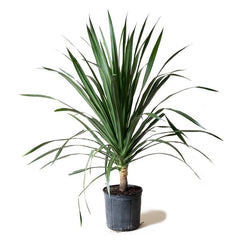 Dracaena draco (Dragon Tree / Drago)