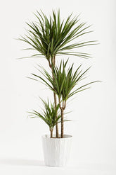 Dracaena Marginata