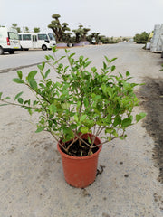 Clerodendrum inerme (Wild Jasmine)