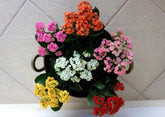 Kalanchoe – Random Color